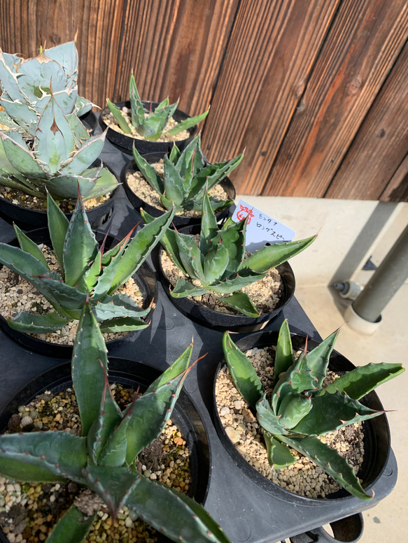 Agave  モンタナ　ロングスピン 4枚目の画像