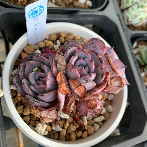 韓国苗 ラウレンシス群生 多肉植物 d plants S 通販｜Creema(クリーマ 