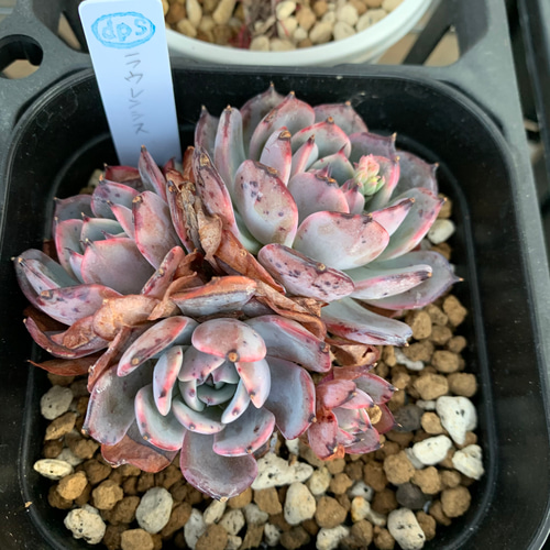 韓国苗 ラウレンシス群生 多肉植物 d plants S 通販｜Creema(クリーマ 