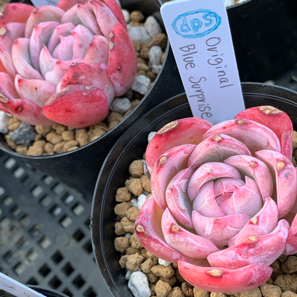韓国苗 オリジナルブルーサプライズ 多肉植物 d plants S 通販｜Creema 