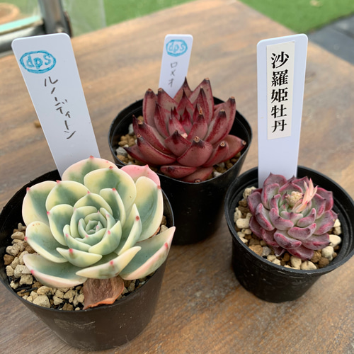 ルノーディーン他3種セット 多肉植物 d plants S 通販 11504168 ルノーディーン他3種セット 多肉植物 d plants S 通販 11504168