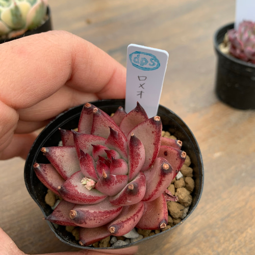 ルノーディーン他3種セット 多肉植物 d plants S 通販 11504168 ルノーディーン他3種セット 多肉植物 d plants S 通販 11504168