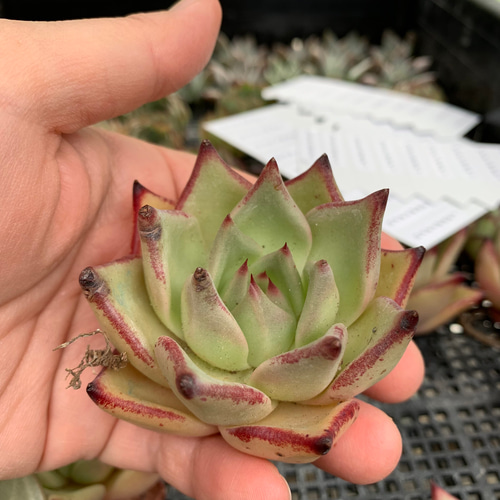 韓国苗 ロメオ×ギルティ 多肉植物 d plants S 通販 12508616