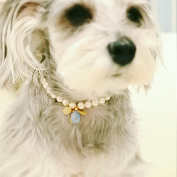【Limited】Dog necklace “Sky” Vintage パールネックレス(小型犬用) 3枚目の画像
