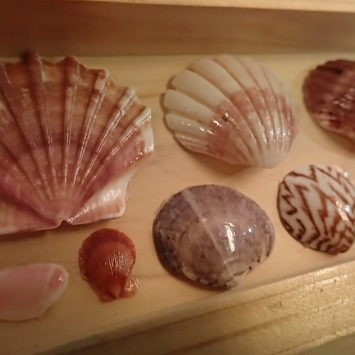 シェルアート 宮崎県の貝殻を使ったハンドメイドアート 壁掛けラック