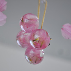 櫻花吉野櫻花花瓣植物標本室美國耳環 第5張的照片