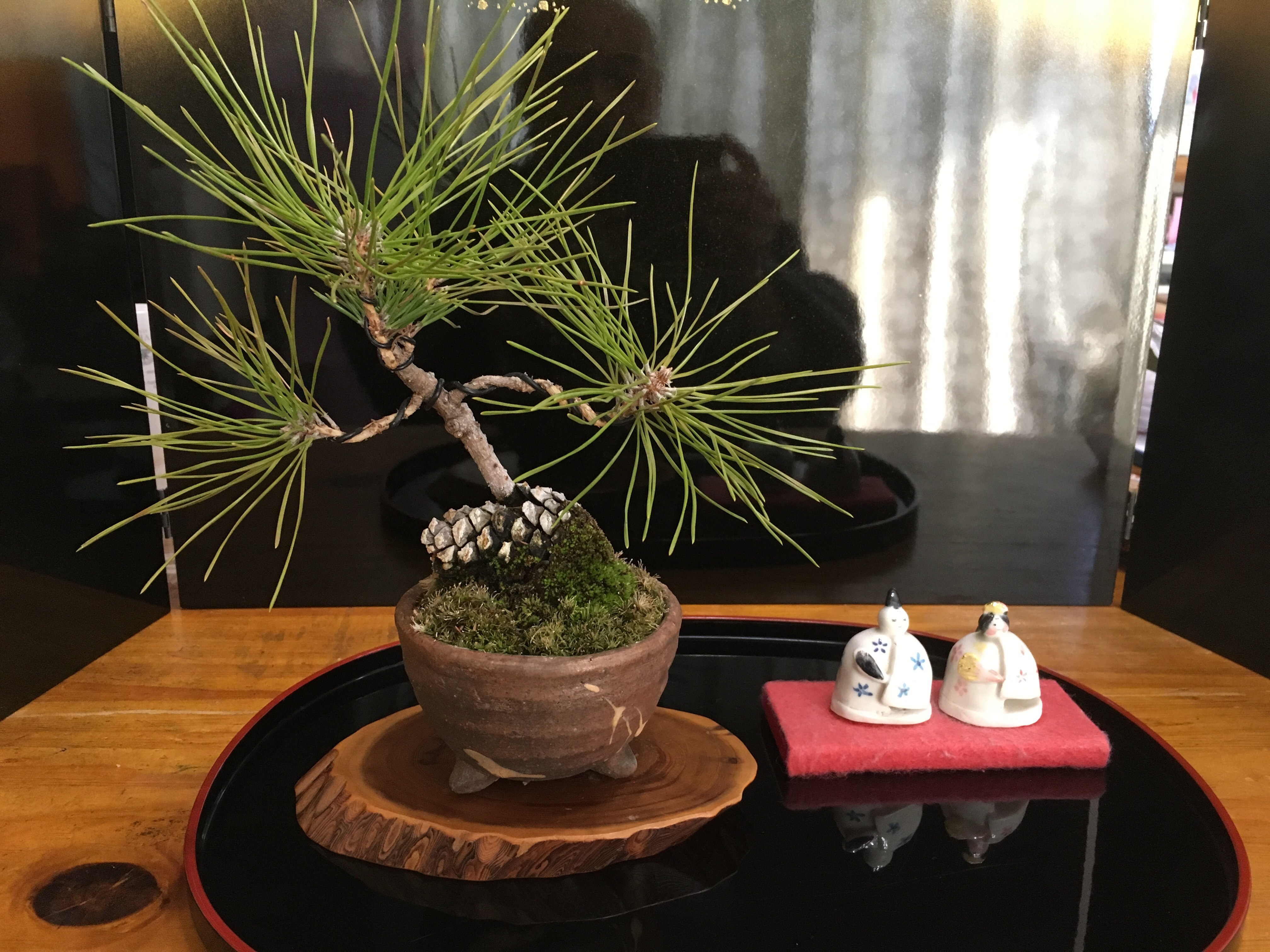 赤松盆栽 松ぼっくり