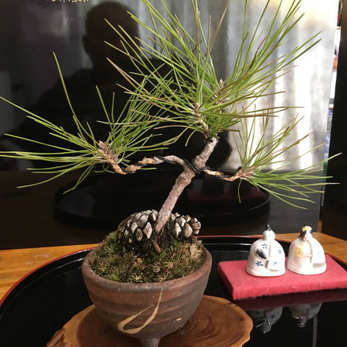 松ぼっくり imgrc0061965503.jpg