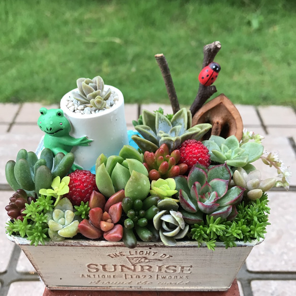 そのまま飾れる〜多肉植物寄せ植え(樹脂粘土レジン)カエルピック