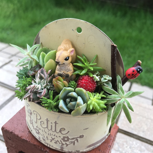 ☆多肉植物☆ 3個セット そのまま飾れる寄せ植え☆（そのまま飾れる 