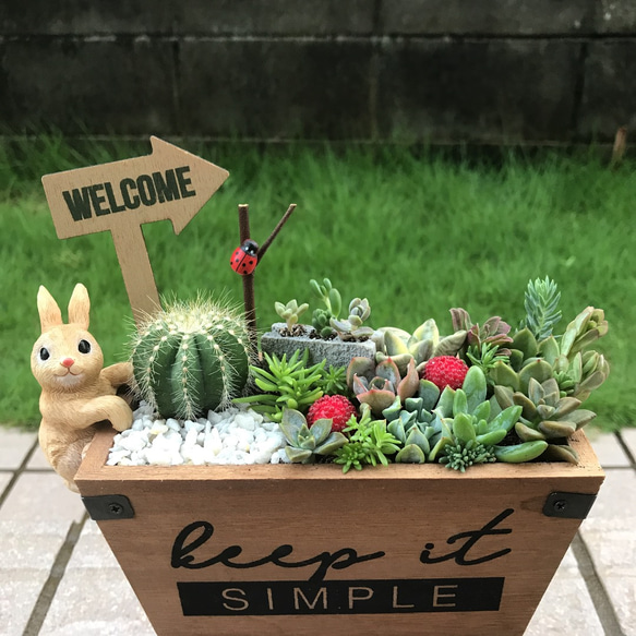 ♡そのまま飾れる♡うさぎちゃんの多肉植物寄せ植え