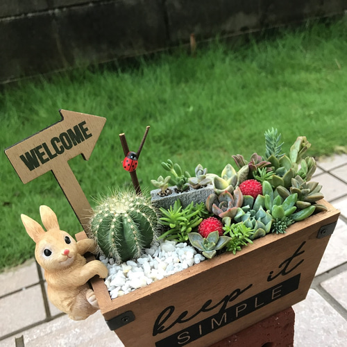 ❤️多肉植物❤️そのまま飾れる寄せ植え❤️花冠うさぎちゃんgarden~❤️ ♡そのまま飾れる♡うさぎちゃんの多肉植物寄せ植え