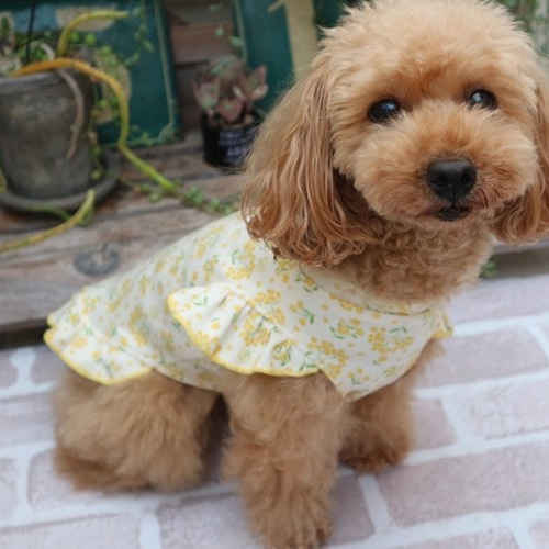 再販)ミモザフリルニットワンピース(犬服) ペット服 再販)ミモザフリルニットワンピース(犬服) ペット服