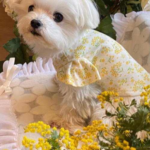 再販)ミモザフリルニットワンピース(犬服) ペット服 再販)ミモザフリルニットワンピース(犬服) ペット服