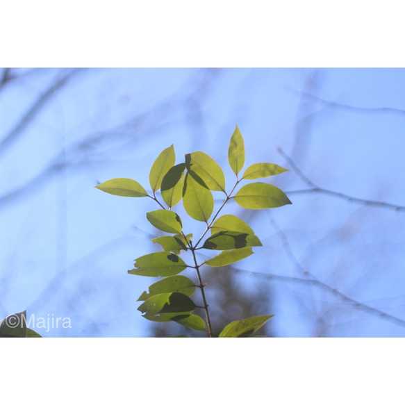 ポストカード「Winter Leaves～春を待ちきれなくて」シリーズ　４枚セット 1枚目の画像
