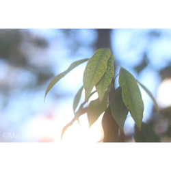 ポストカード「Winter Leaves～春を待ちきれなくて」シリーズ　４枚セット 3枚目の画像