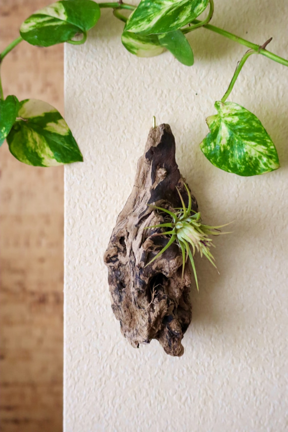 流木インテリア 流木エアプランツ 流木アート 観葉植物 チランジア