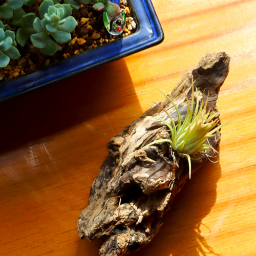 流木インテリア 流木エアプランツ 流木アート 観葉植物 チランジア
