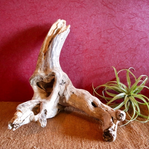 エアプランツホルダー ハート型の穴がある可愛い流木 流木置物 流木  