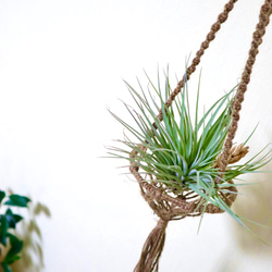 お得なセット！流木ハンガー&エアプランツホルダー&チランジア