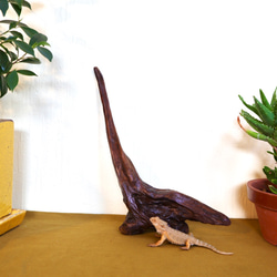 お得なセット！流木ハンガー&エアプランツホルダー&チランジアホルダー