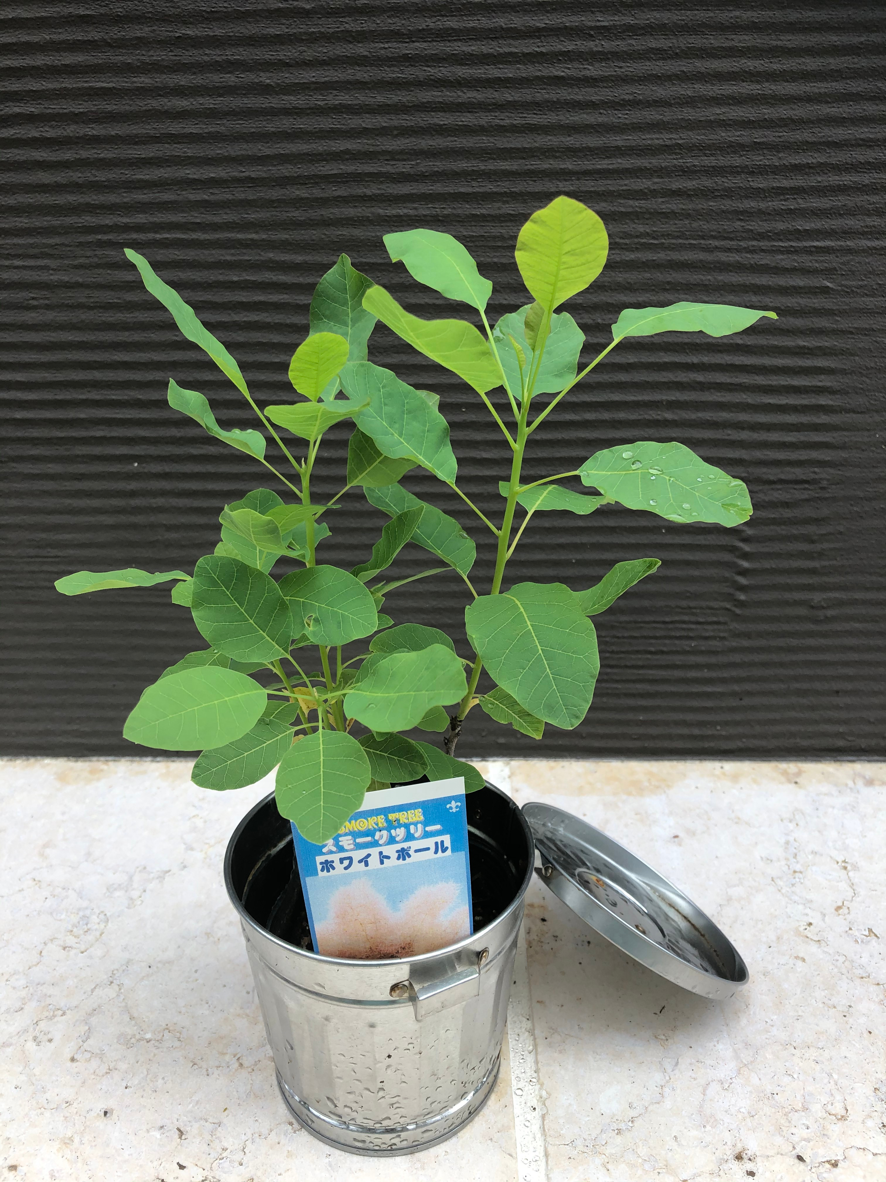 スモークツリー苗 ホワイトボール 煙の木 ハーバリウム・植物標本 Chou 