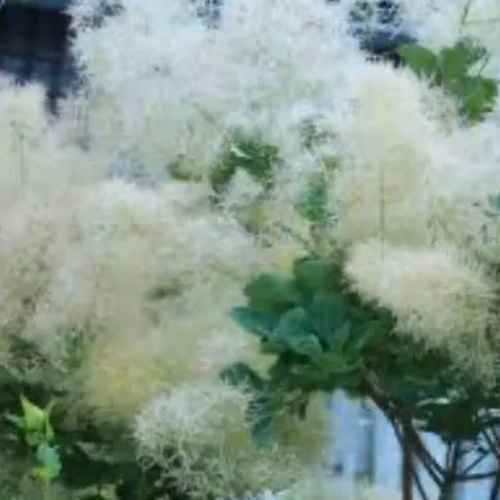 スモークツリー苗 ホワイトボール 煙の木 ハーバリウム・植物