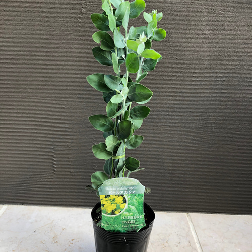 ミモザ苗 パールアカシア♡人気 3本入り ハーバリウム・植物標本