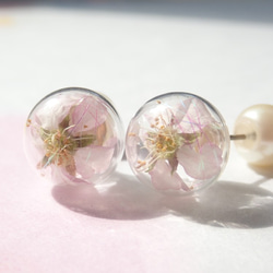 桜ハンドメイド2022 啓翁桜　虹色　一粒ピアス　パールキャッチ 1枚目の画像