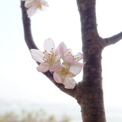 2WAY　啓翁桜✕京和紙ボール　ピアス 8枚目の画像