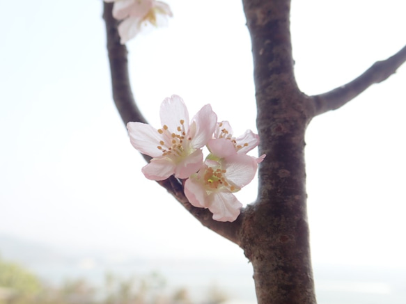 2WAY　啓翁桜✕京和紙ボール　ピアス 8枚目の画像