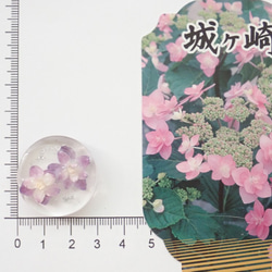 水水Floating Flower　伊豆原產八重繡球　乾燥花樹脂加工　髮圈／馬尾扣　❊空郵台灣5-7天 第7張的照片