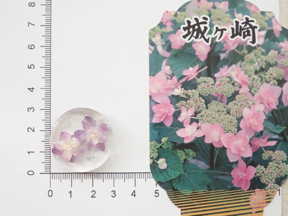 水水Floating Flower　伊豆原產八重繡球　乾燥花樹脂加工　髮圈／馬尾扣　❊空郵台灣5-7天 第7張的照片