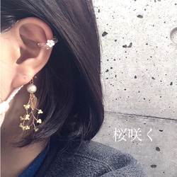 再…再販「桜咲く」ホワイトシェル桜 リングカフ、ear clip、foop earring 花　flower 7枚目の画像