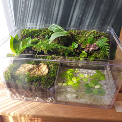 屋根付の隠れ家、自然の中の飼育箱④ ハウス・小屋 サリー 通販