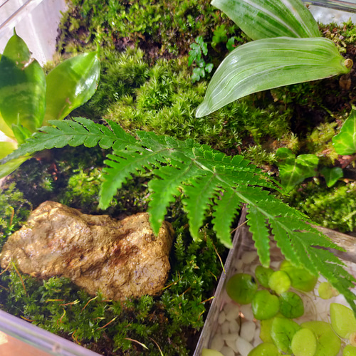 屋根付の隠れ家、自然の中の飼育箱④ ハウス・小屋 サリー 通販