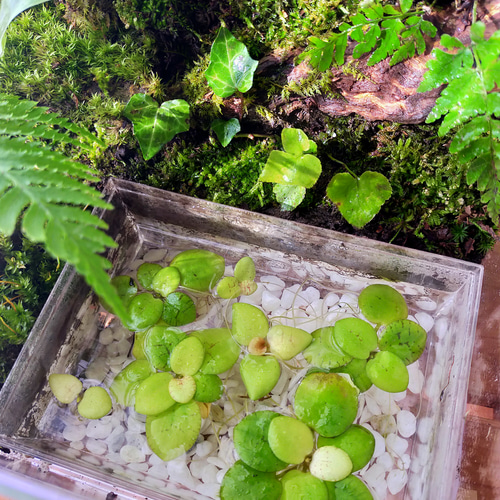 屋根付の隠れ家、自然の中の飼育箱④ ハウス・小屋 サリー 通販