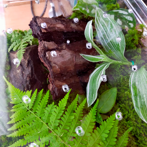 屋根付の隠れ家、自然の中の飼育箱④ ハウス・小屋 サリー 通販