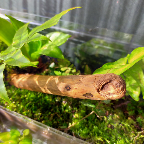 のぼり棒のある自然の中の飼育箱③、ビバリウム、苔テラリウム