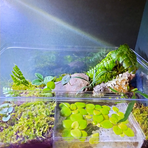 パルダリウムケージ　爬虫類ケージ　ビバリウム　テラリウム 特注パルダリウムケージ 900x600x1200H 背面排水、アルミレール