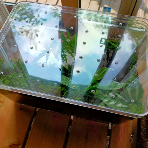 素焼き切り株シェルター付き!!自然の中の飼育箱➄ ハウス・小屋