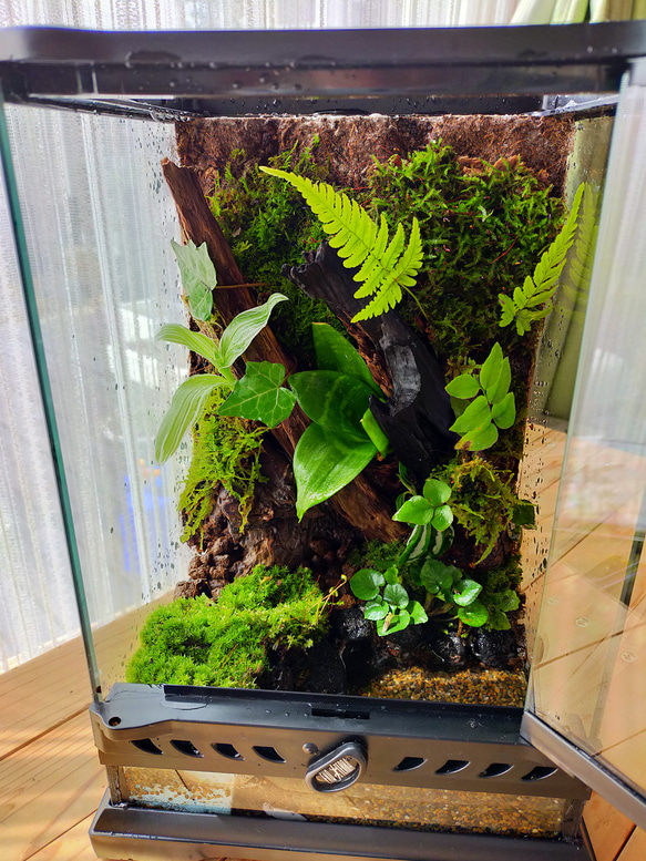 自然の中の飼育箱、イエアメガエル、ビバリウム