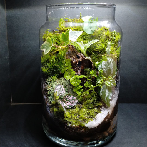 苔テラリウム大