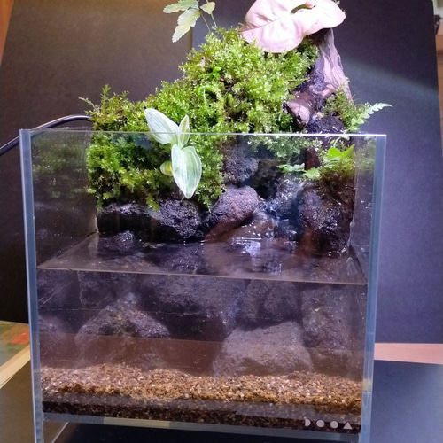 流れる滝アクアリウム 特売特典付 - alexandremagnoadvogados.com.br