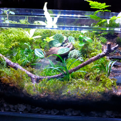 隠れ家付き！苔テラリウム 観葉植物 溶岩石レイアウト 生体飼育ケージ