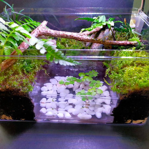 ポンプ付き!おまけ付き自然の中の飼育箱、苔アクアリウム ポンプ付き!おまけ付き自然の中の飼育箱、苔アクアリウム