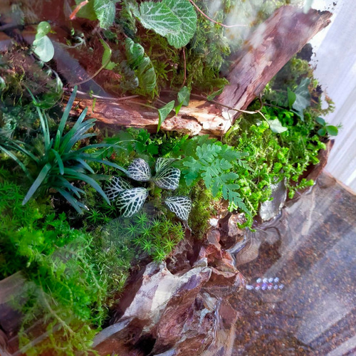 自然の中の飼育箱、苔テラリウム、アクアリウム、メダカ、ベタ