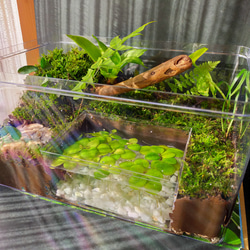 隠れ家つき！、自然の中の飼育箱苔テラリウム 隠れ家つき自然の中の飼育箱、ケースの中の苔テラリウム ハウス