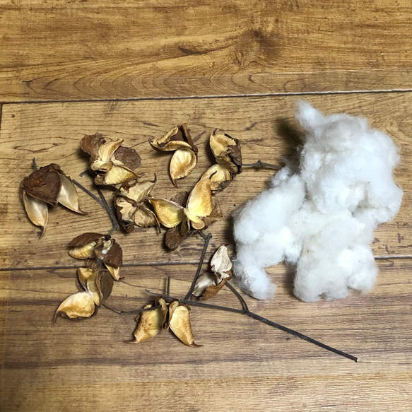 コットンフラワー 種 70粒 綿の殻 10個 綿花 和綿 3枚目の画像