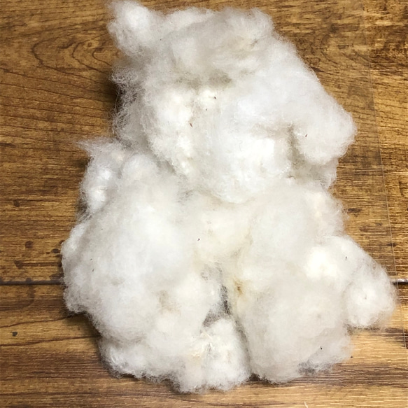 コットンフラワー 種 70粒 綿の殻 10個 綿花 和綿 5枚目の画像